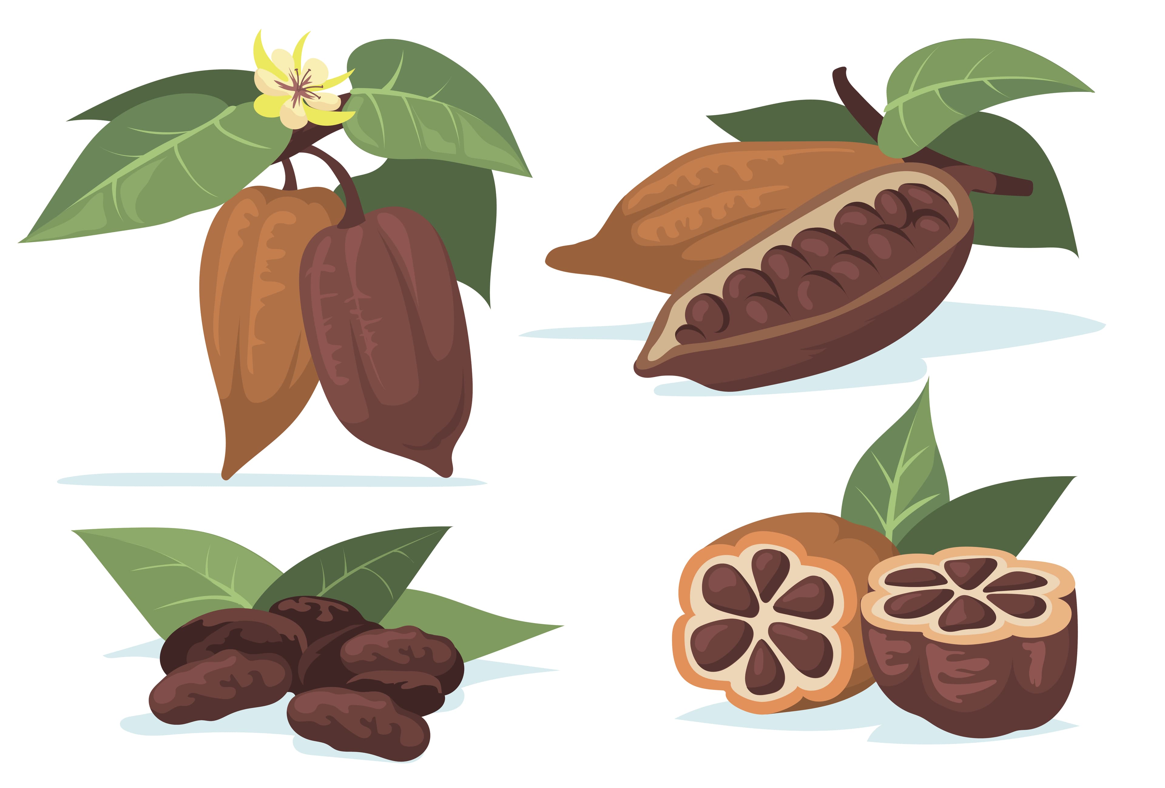 Sugar CACAO Harvest