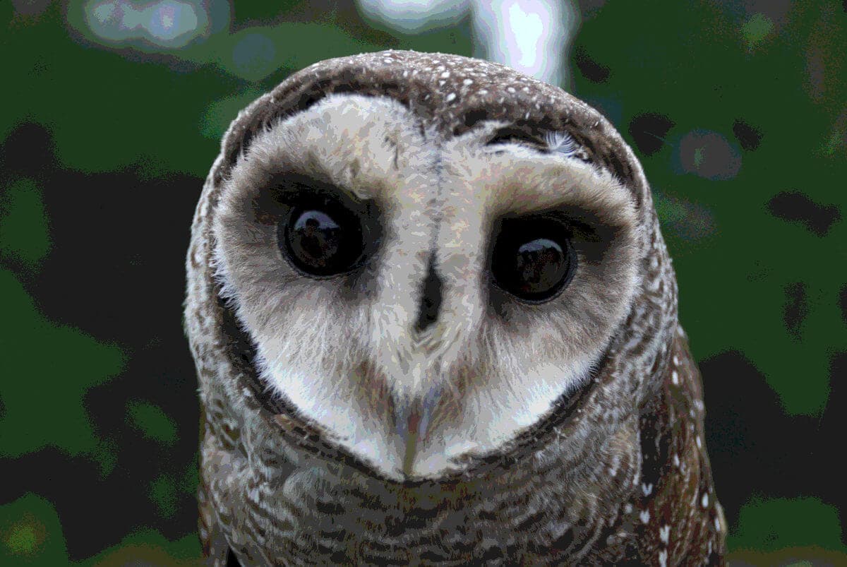 Image Processing